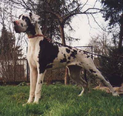 Nadjeschda-dascha Von Schlesien