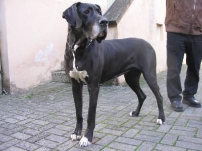 Nagrada-Ayrez Von Schlesien