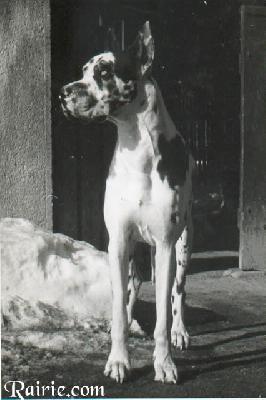 Ch Hanibal Von St Magn Obertraubling