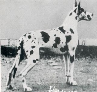 Ch Rux Conny Von St Magn Obertraubling