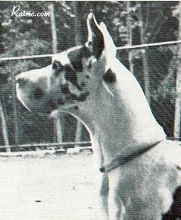 Ch Casar Von Starenschloss