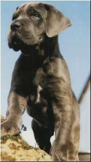 Achat Von Walburgas Meute