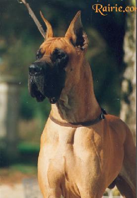 Ch Duncan Regent Yankari