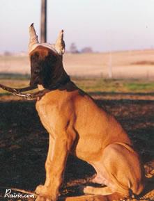 Ch Duncan Regent Yankari