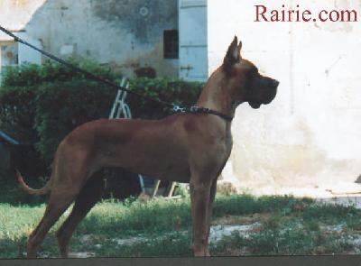 Ch Duncan Regent Yankari