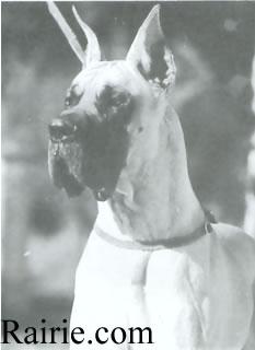 Ch Duncan Regent Yankari