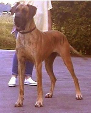 Glascha Von Schlesien