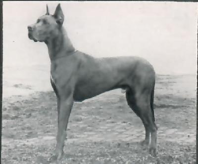 Dingo Aus Dem Winkel