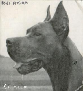 Amira Von Der Elbmarsch