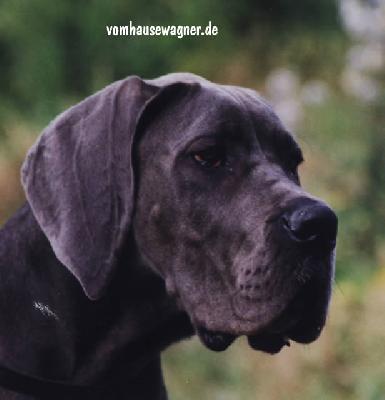 Tyler Vom Hause Wagner