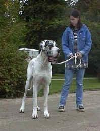 Harlekin Von Schlesien