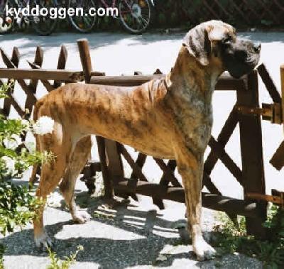 Celine Vom Hause Claudingo