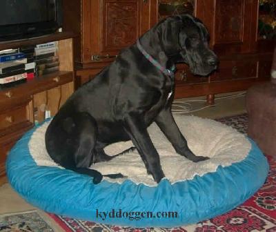 Donna Clara Von Rheinland-pfalz