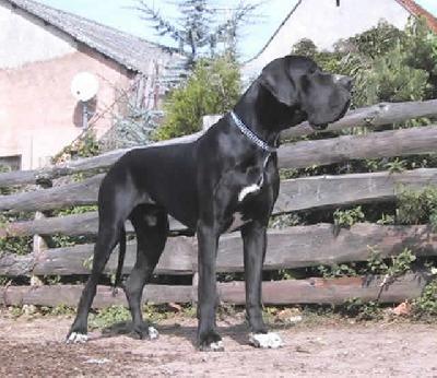 Calimero Bocca D Tigre