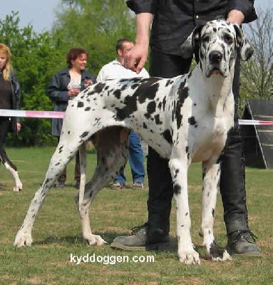 Cinderella Bocca D� Tigre