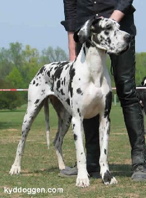 Cinderella Bocca D Tigre