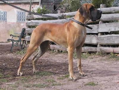 Bacci Bocca D� Tigre