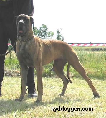 B-gabrielle Bocca D�tigre