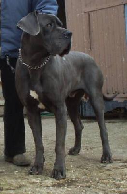 Asterrix Vom M�rchenland