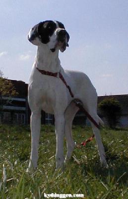 Pokasa Von Schlesien