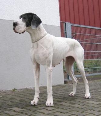 Pokasa Von Schlesien