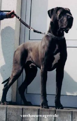 Alon Von Der Zwergweide