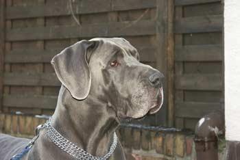 Alon Von Der Zwergweide