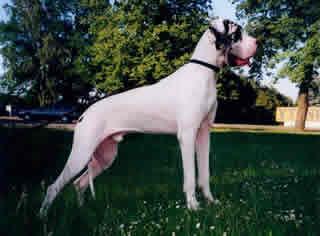 Kaschtan Von Schlesien