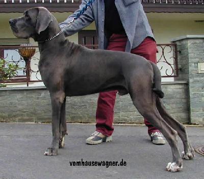 Vainqueur Vom Hause Wagner