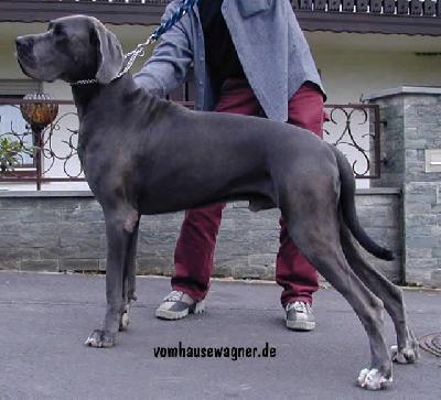 Vainqueur Vom Hause Wagner