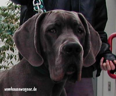 Vainqueur Vom Hause Wagner