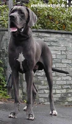 Vainqueur Vom Hause Wagner