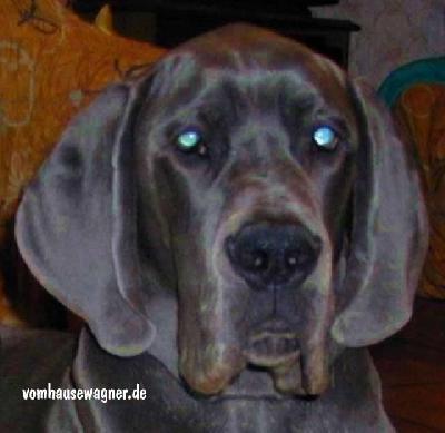 Vainqueur Vom Hause Wagner