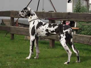 Idefix Von Der Barrenburg