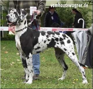 Indian Von Der Barrenburg