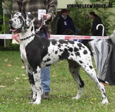 Indian Von Der Barrenburg