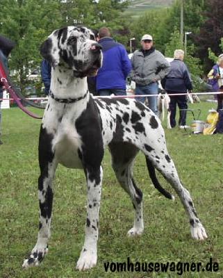 Indian Von Der Barrenburg