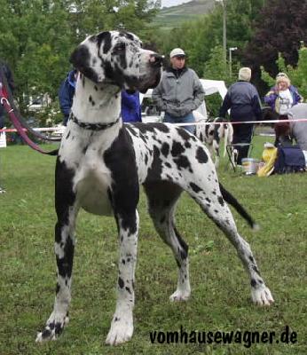 Indian Von Der Barrenburg