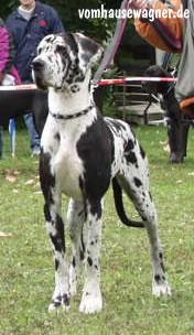 Indian Von Der Barrenburg