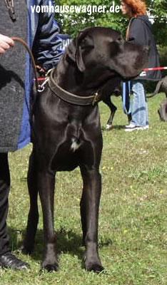 Xerxes Vom Hause Wagner