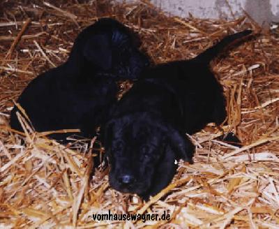 Xana Vom Hause Wagner