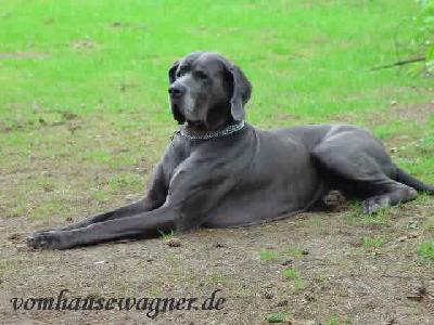 Aladin Vom Walsener See