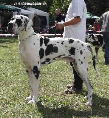 Ch Yersin Vom Hause Wagner