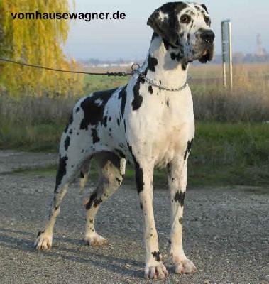 Ch Yasmin Vom Hause Wagner