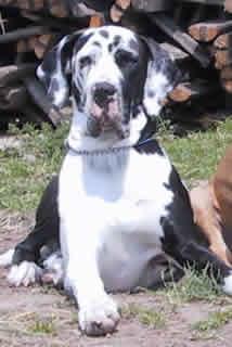 Ch Yenna Vom Hause Wagner