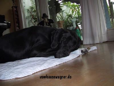 Zeus Vom Hause Wagner