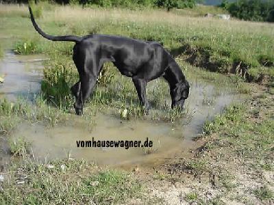 Zerrin Vom Hause Wagner