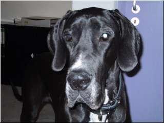 Zita Vom Hause Wagner