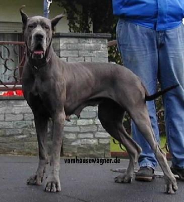 Pacifiqua D�ochretolievaltt