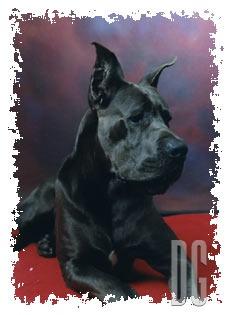 Merwann Del Eden Blue